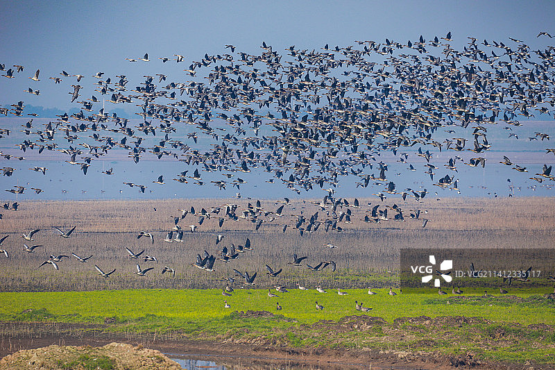 雁舞沉湖图片素材