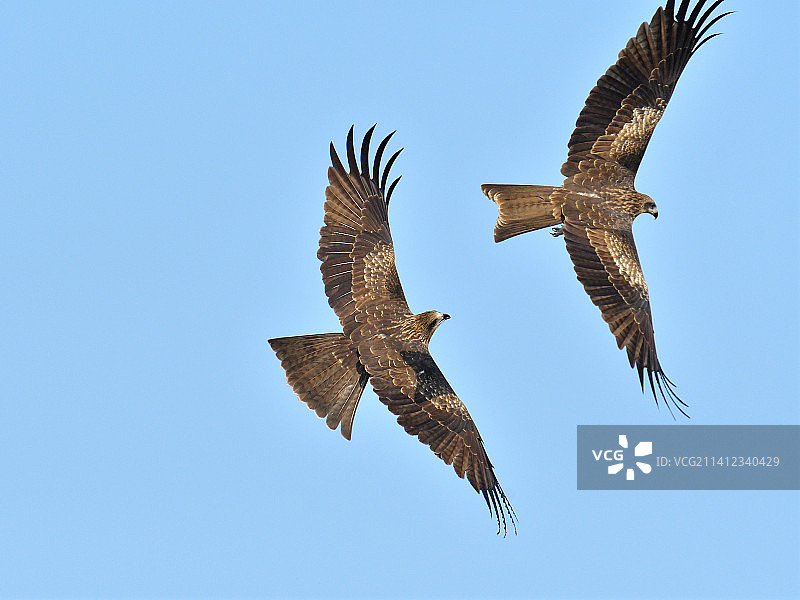 黑耳鸢-比翼双飞图片素材