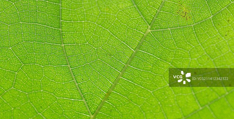 叶脉田间图片素材