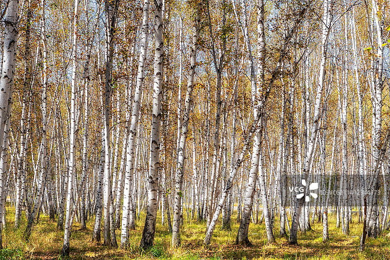 内蒙古呼伦贝尔市额尔古纳市（白桦林景区）白桦树林秋季户外风光图片素材