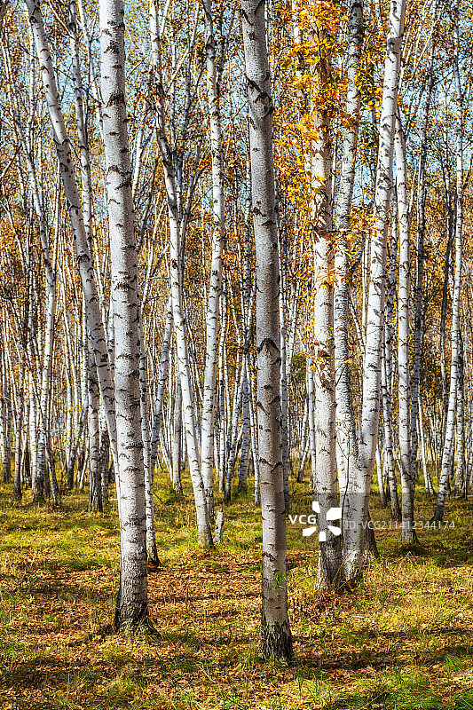 内蒙古呼伦贝尔市额尔古纳市（白桦林景区）白桦树林秋季户外风光图片素材