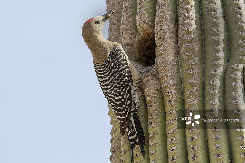 吉拉啄木鸟雄鸟在仙人掌巢穴入口处口衔食物图片素材