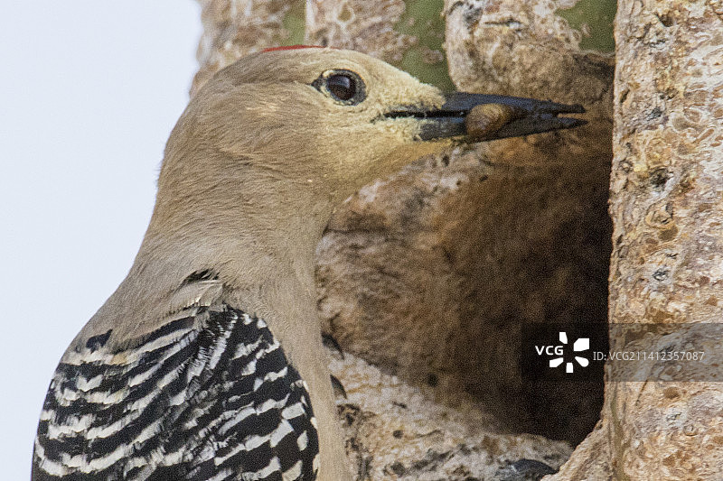 吉拉啄木鸟雄性在仙人掌巢穴入口处用喙叼着食物的特写图片素材
