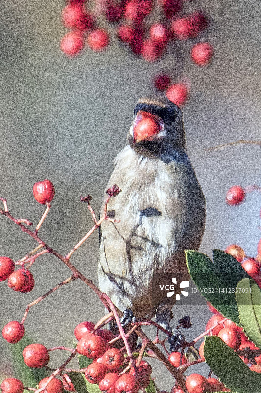 雪松太平鸟幼鸟吃浆果图片素材