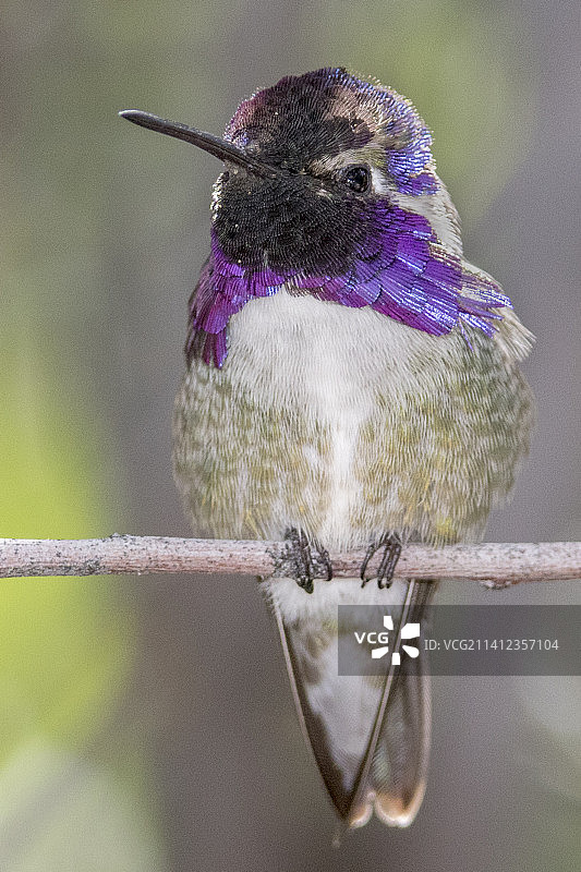 科斯塔蜂鸟（雄性）图片素材