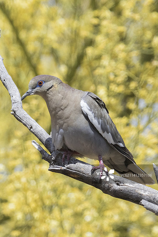 栖息的白翅哀鸽图片素材