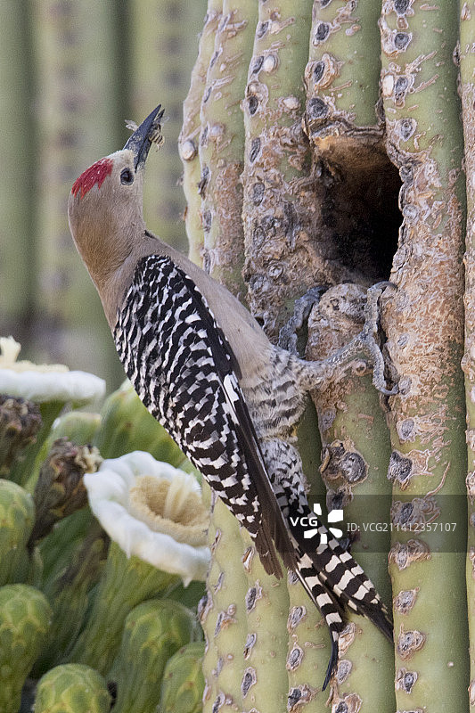 雄性姬拉啄木鸟在仙人掌巢穴入口处，嘴里叼着昆虫图片素材