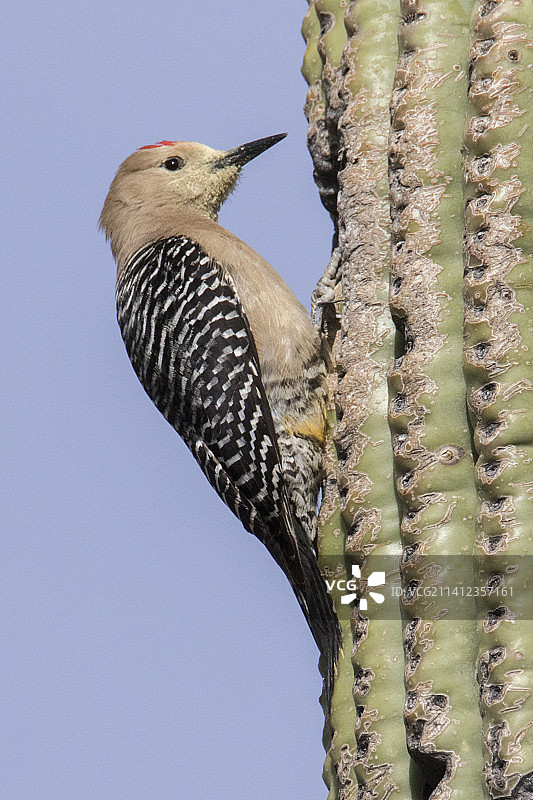 萨瓜罗仙人掌上的吉拉啄木鸟图片素材