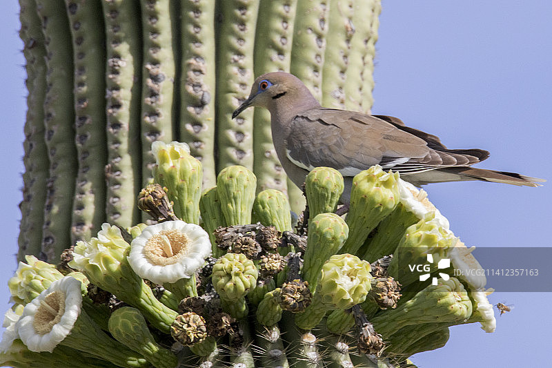 白翅哀鸽栖息在盛开的巨人柱仙人掌上图片素材