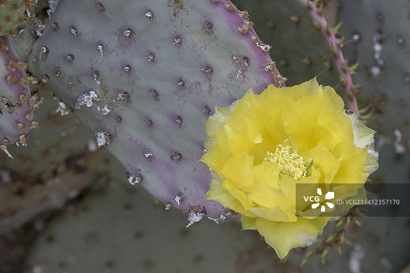 紫色仙人掌花图片素材