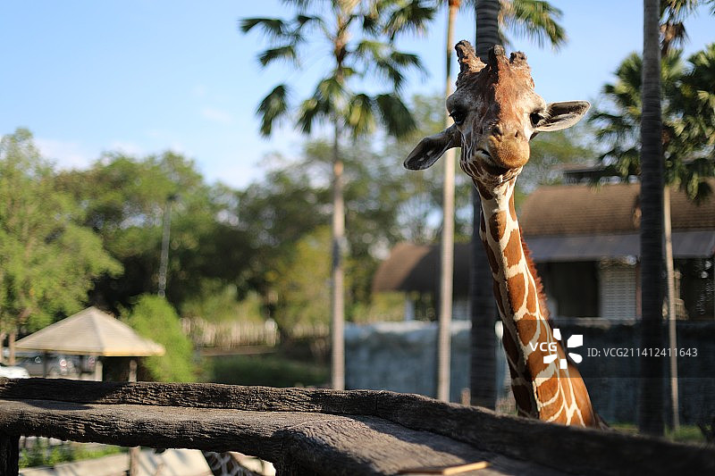 清迈夜间动物园的长颈鹿图片素材