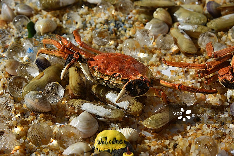 海滩上的螃蟹图片素材