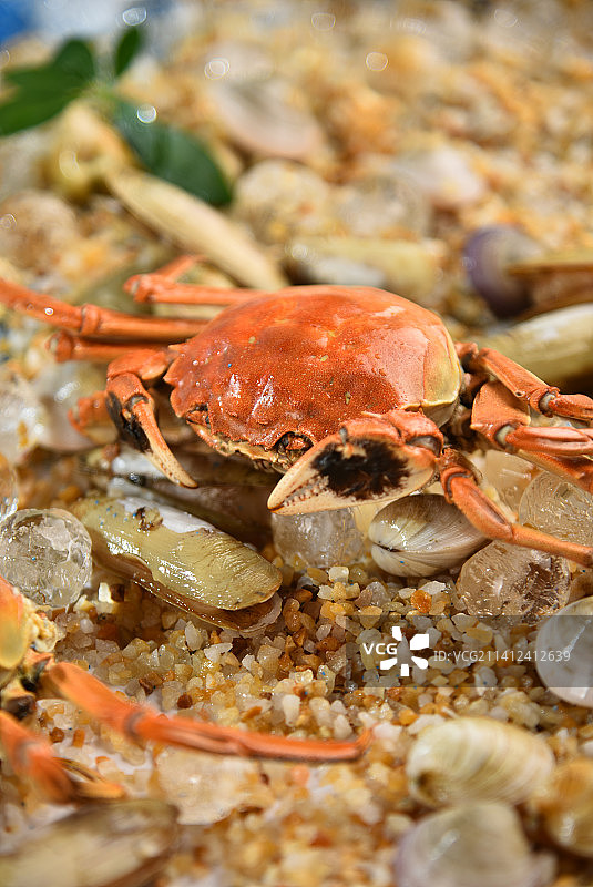 海滩上的螃蟹图片素材