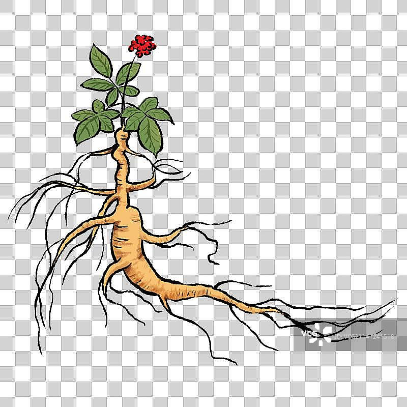 中药人参元素图片素材