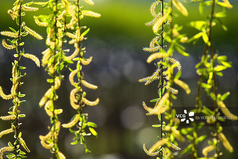 春分时节，柳树上抽出新芽，柳芽串串，春天的气息扑面而来图片素材