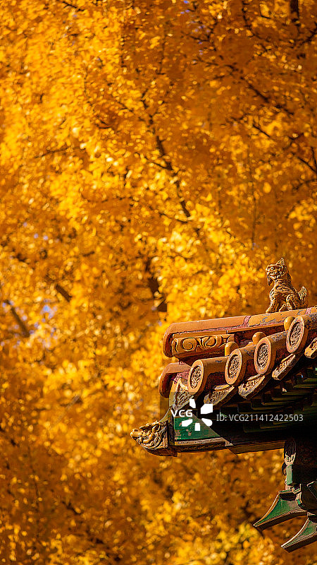 故宫·秋天的银杏图片素材