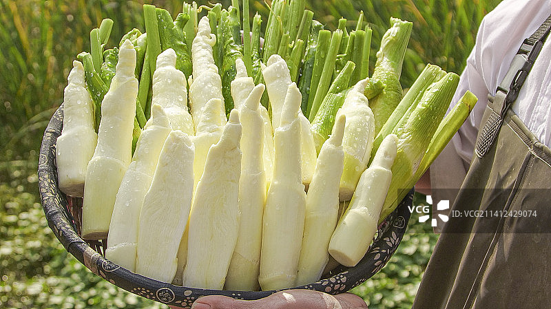 手里拿着新鲜茭白图片素材