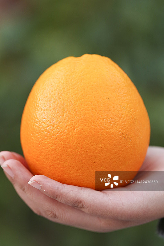 手里拿着脐橙图片素材