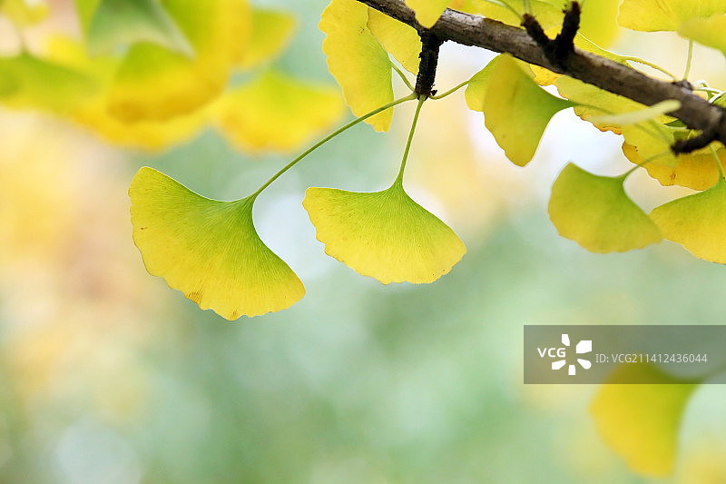 秋天的银杏叶图片素材