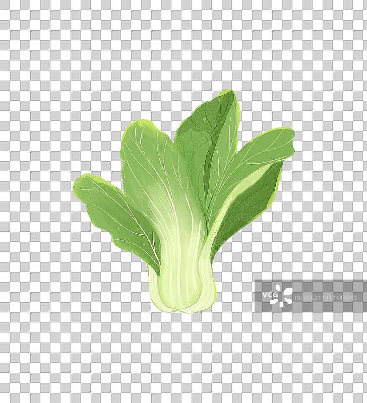 小白菜图片素材