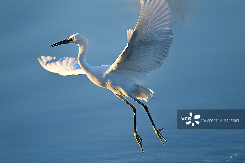 白鹭图片素材