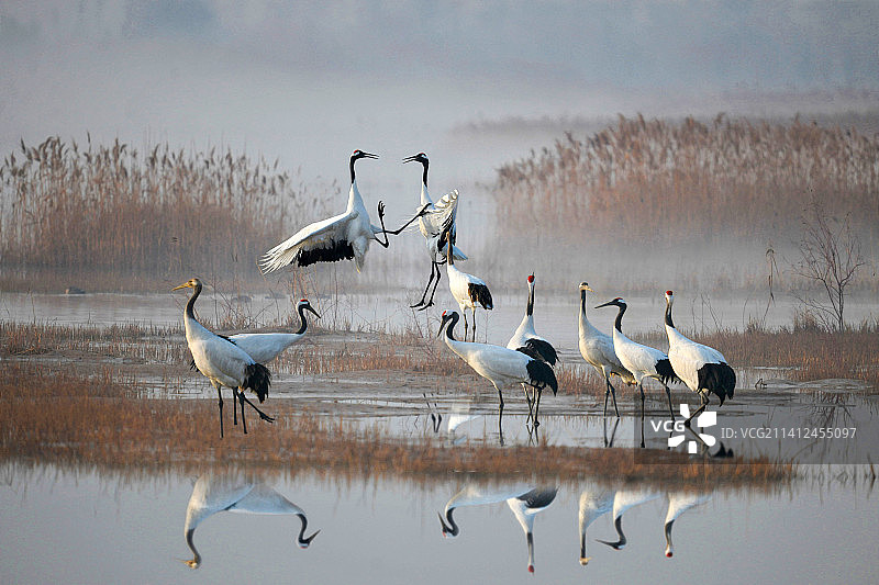 江苏盐城：冬日里的丹顶鹤图片素材