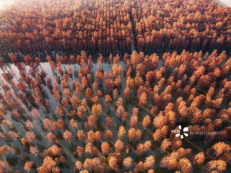 武汉涨渡湖湿地自然保护区水上森林杉树图片素材