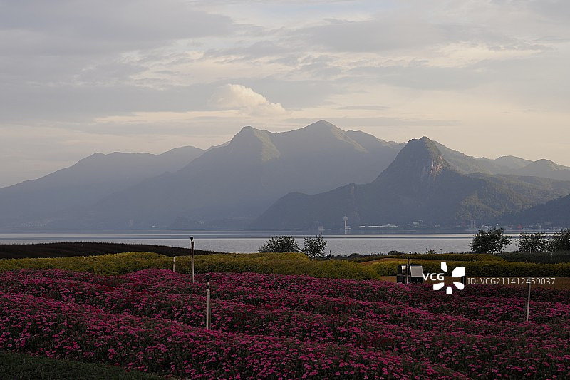 云南省玉溪市澄江抚仙湖抚海湾湿地公园花海图片素材