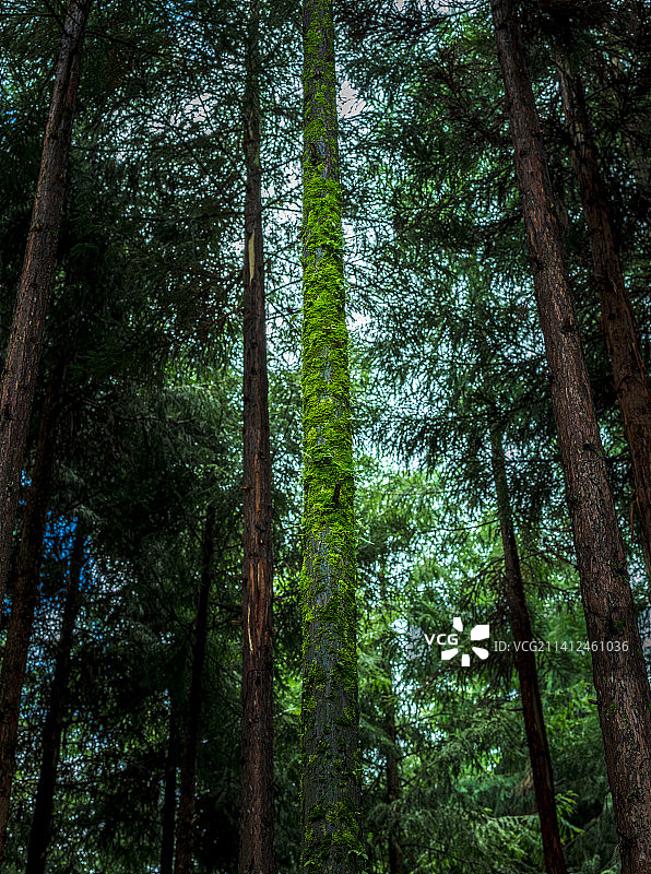 树林里挺拔的树干图片素材