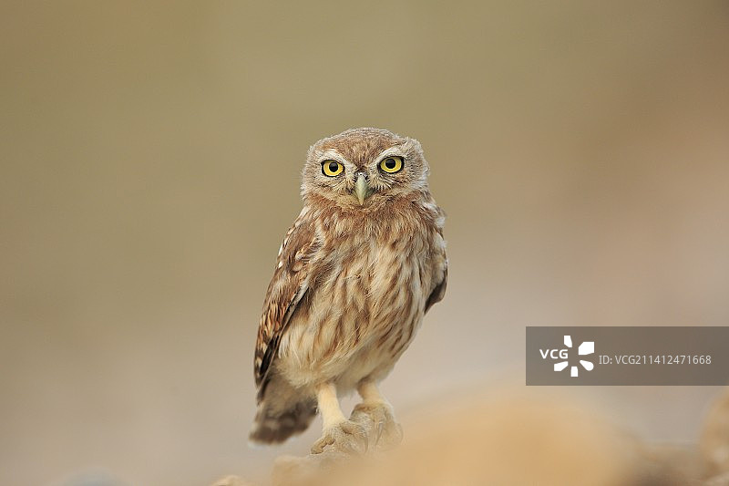 纵纹腹小鸮图片素材