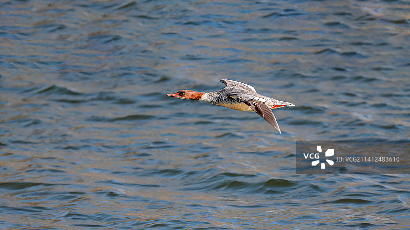 普通秋沙鸭图片素材