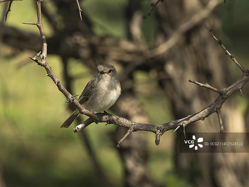 非洲灰鹟图片素材