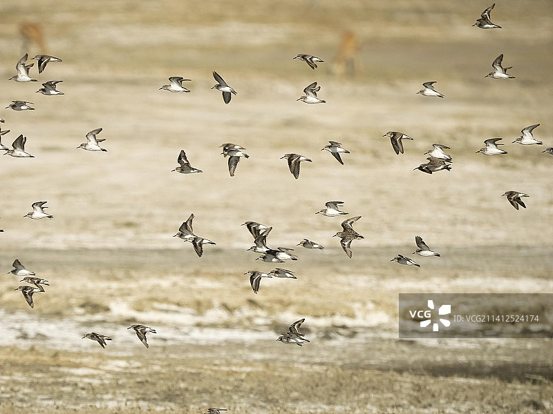 小滨鹬图片素材