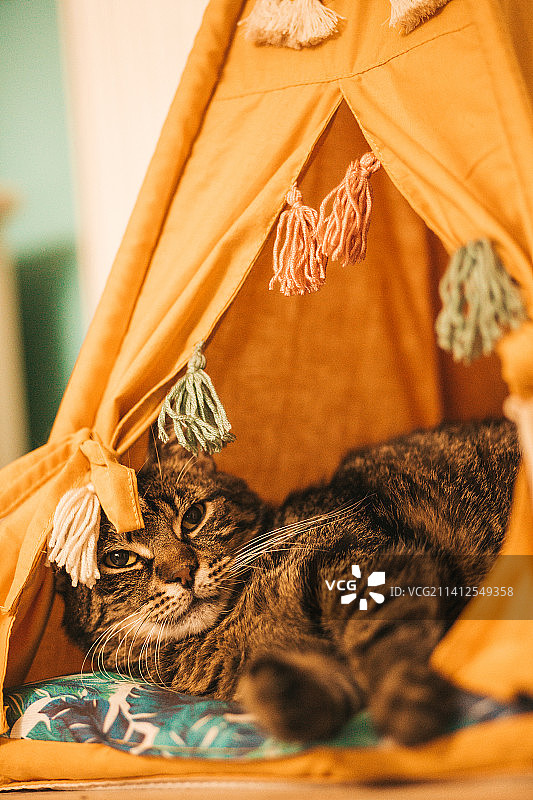 猫咪在帐篷里睡觉，看着镜头，匈牙利布达佩斯图片素材