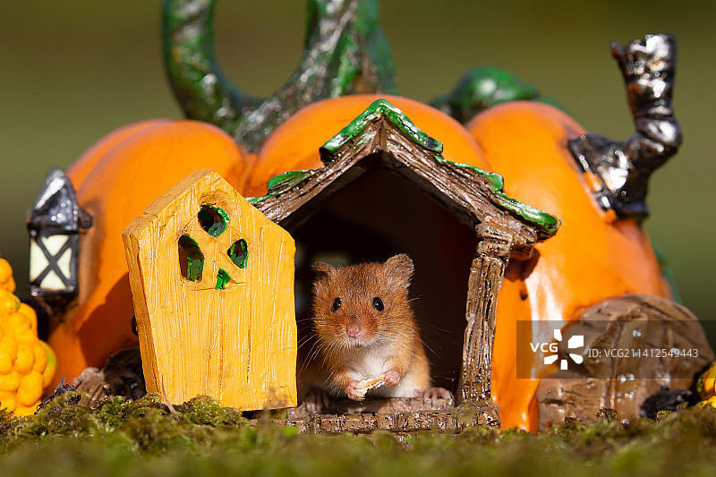 英国多塞特郡桌上南瓜小屋仓鼠特写图片素材