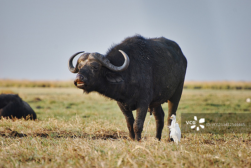 野牛站在田野上，旁边有一只白色鸟类的特写图片素材