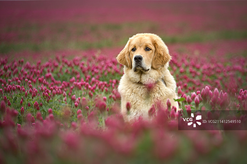 捷克共和国，花丛中的金毛寻回犬肖像图片素材