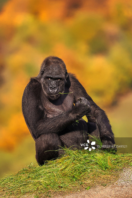 捷克共和国西部低地大猩猩肖像图片素材