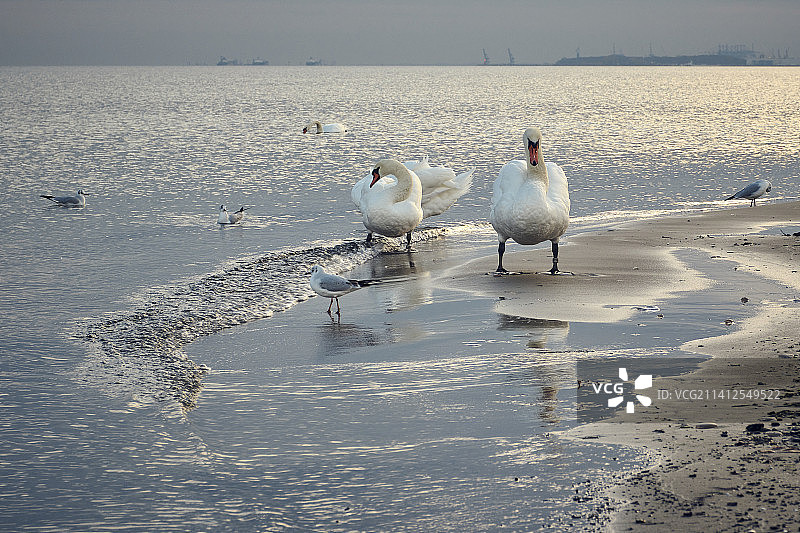 波兰索波特海滩上与海鸥为伴的两只天鹅图片素材