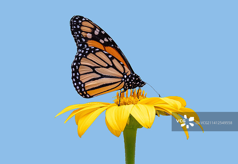 蝴蝶在黄色花上授粉的特写，美国缅因州图片素材