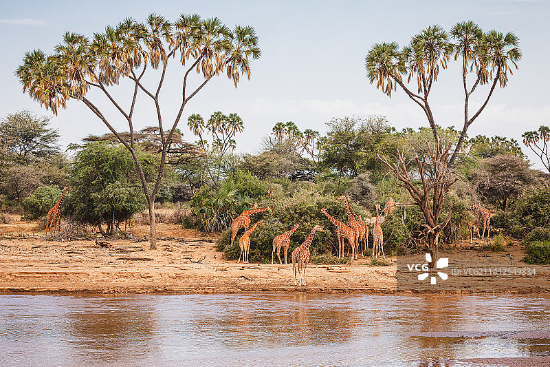 野生动物：网纹长颈鹿，肯尼亚桑布鲁国家保护区图片素材