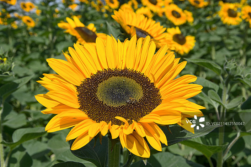 向日葵特写图片素材