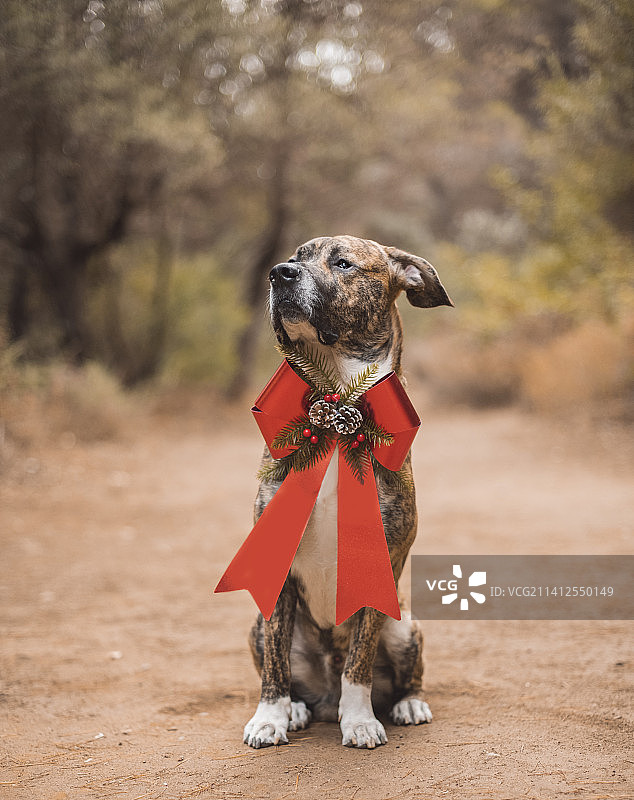 西班牙，带有圣诞蝴蝶结的马士提夫犬图片素材