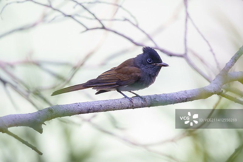 香港，栖息在树枝上的歌热带鸟类特写图片素材
