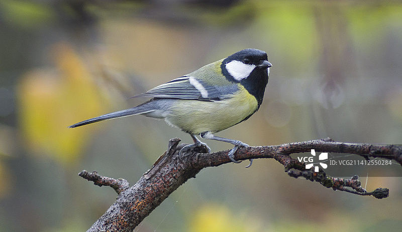 栖息在树枝上的大山雀特写图片素材