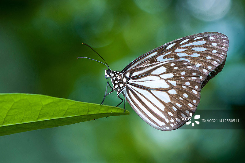 树叶上的蝴蝶特写图片素材