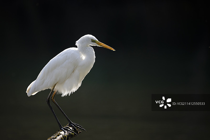 白鹭栖息在户外特写，瑞士沃尔湖图片素材