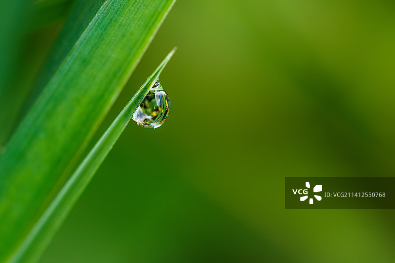 挪威斯塔万格草尖上的露珠图片素材
