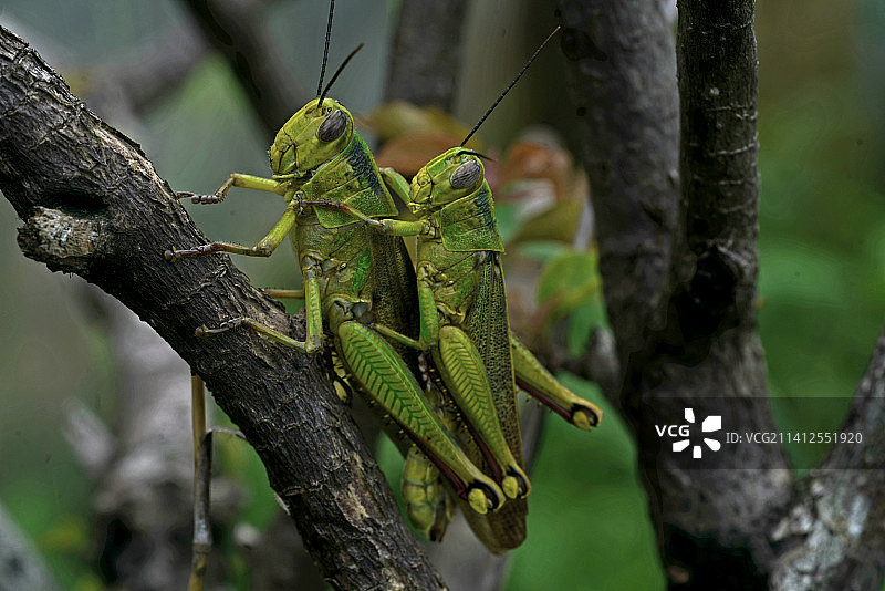 蜥蜴在树干上特写图片素材