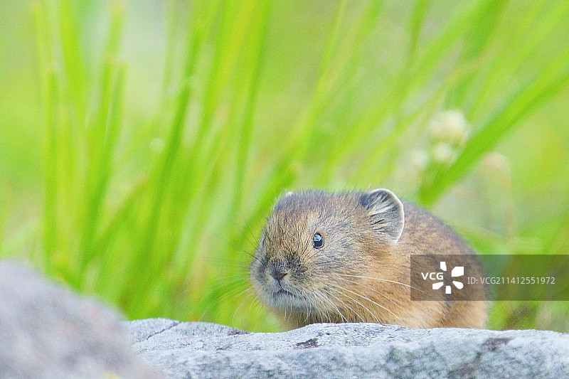 日本北海道岩石上的土拨鼠特写图片素材